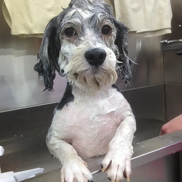 koirien pesupalvelu stadin murre 