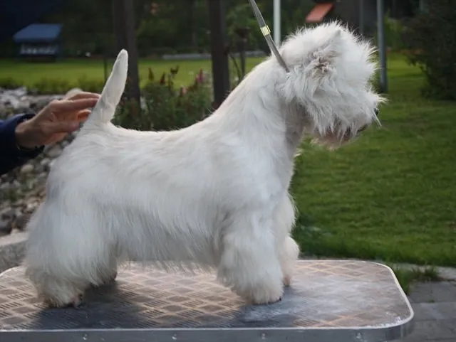 näyttelytrimmi stadin murre koirien trimmaus