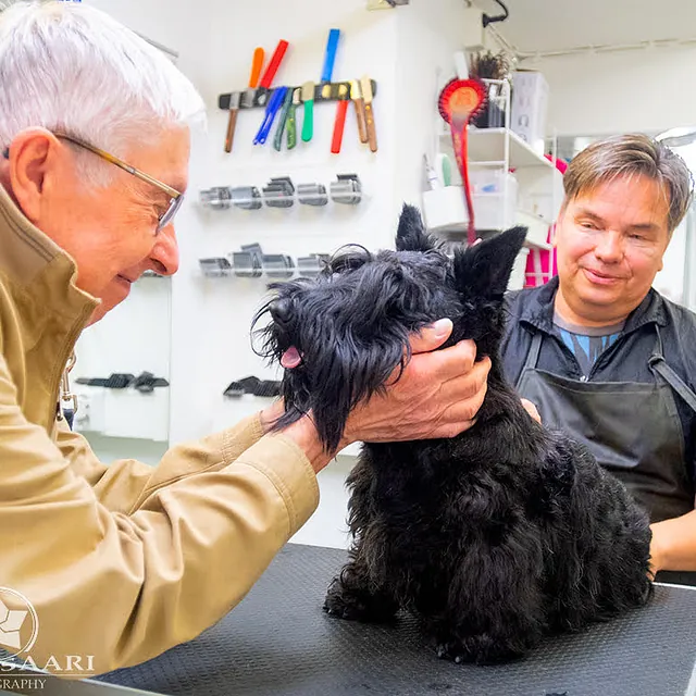 stadin murre koirien trimmaus