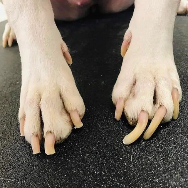 koiran kynsien leikkuu stadin murre